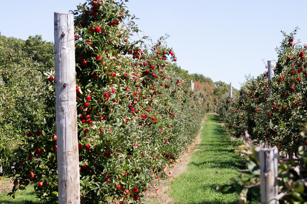 Cadwallader's Orchards