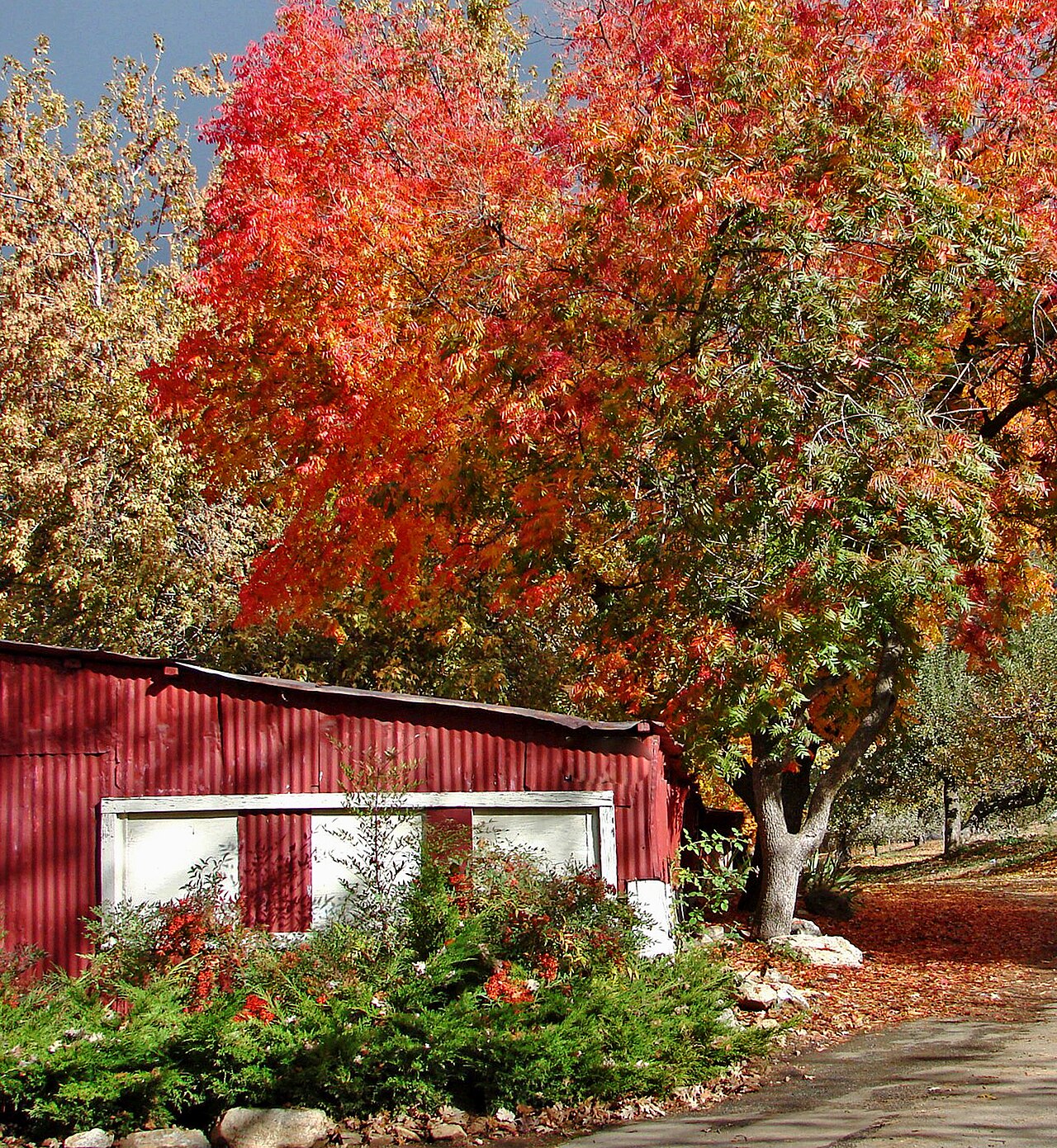 Nichols Ranch and Orchards