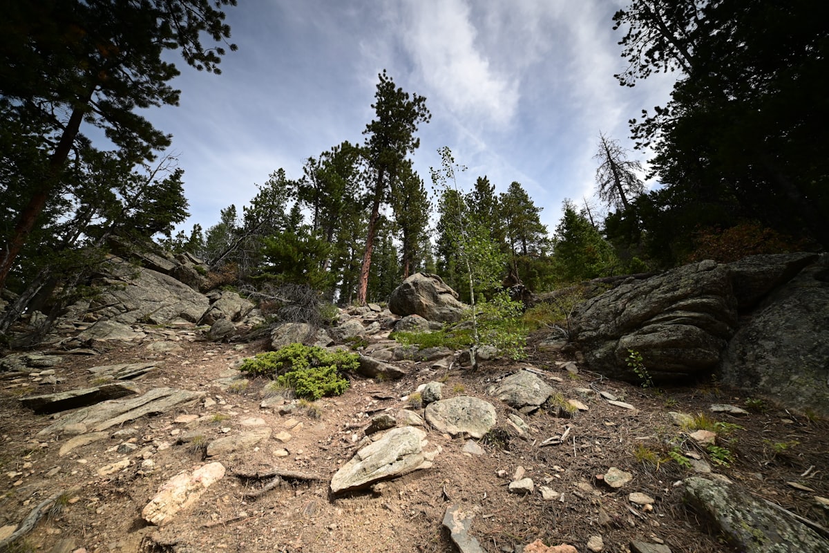 Osha Trail in Lincoln National Forest